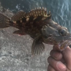 キビレ自己記録更新!