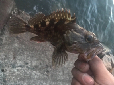 キビレ自己記録更新!