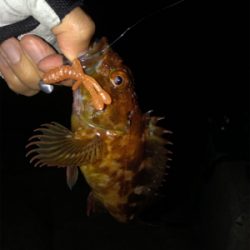 青物もシーバスもあかんかった