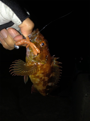 青物もシーバスもあかんかった