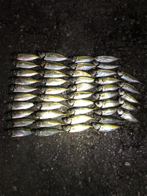 周防大島 アジング