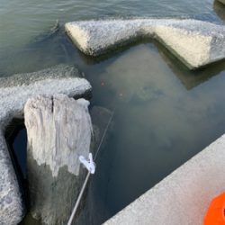 今日も手長えび