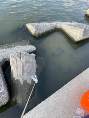 今日も手長えび