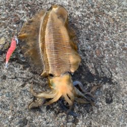 アオリイカ爆発的釣果!!