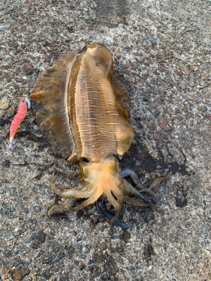 アオリイカ爆発的釣果!!