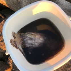 日課エギング 短時間