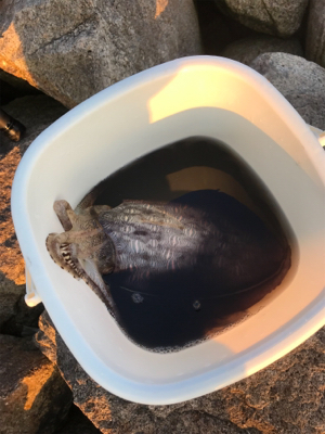 日課エギング 短時間