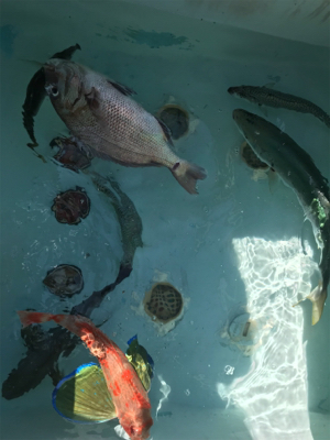 スーパーライトジギング