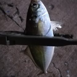 ナイトアジング