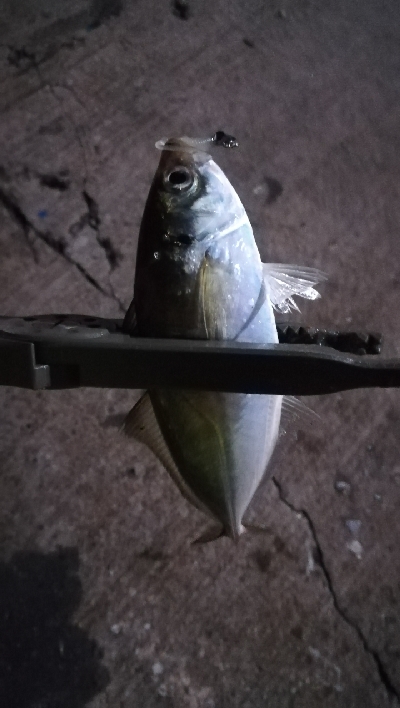 ナイトアジング