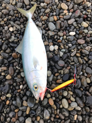 七里御浜ショアジギング