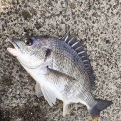 風が強くて釣り難い