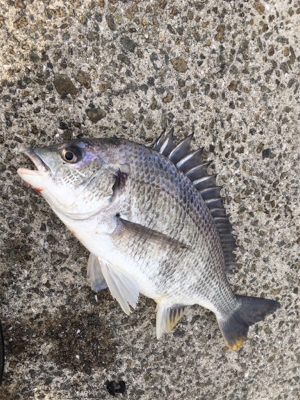 風が強くて釣り難い