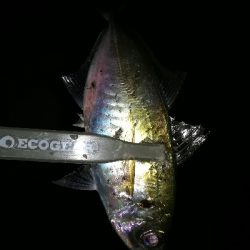 ナイトアジング