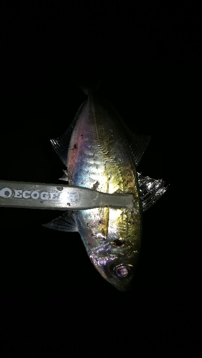 ナイトアジング