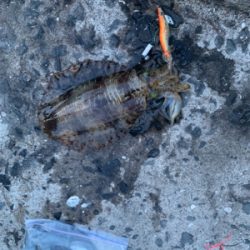 アオリイカとヤリイカ