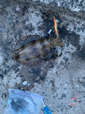 アオリイカとヤリイカ