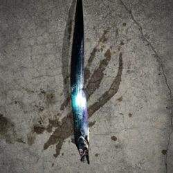 高級天然美味魚!