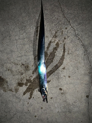 高級天然美味魚!