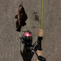 初のリバーシーバス