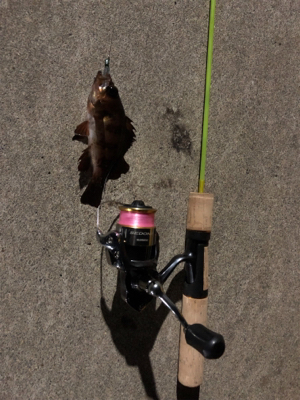 初のリバーシーバス