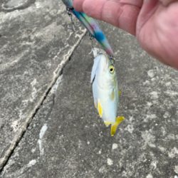 ヒラメ、青物釣行〜