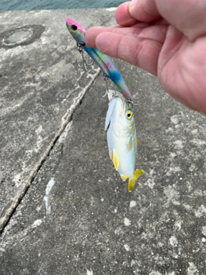 ヒラメ、青物釣行〜