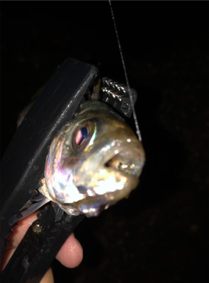 メバル、アジ爆釣!