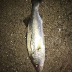 貝塚ライトゲームで7目達成！