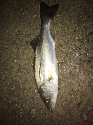 貝塚ライトゲームで7目達成！