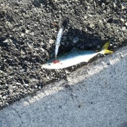 エイ　ボラ多い