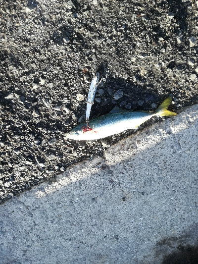 エイ　ボラ多い