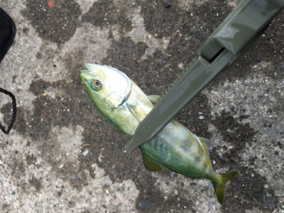 スーパーライトショアジギング