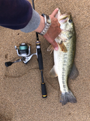 いきなり来た‼︎