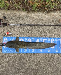 武庫川河川敷ナマズゲーム