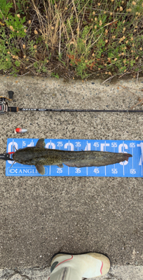 武庫川河川敷ナマズゲーム