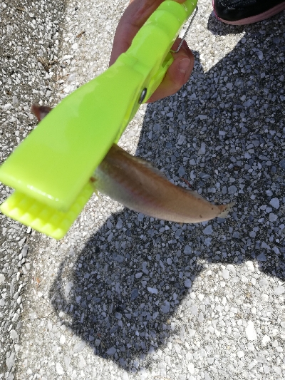 子供と一緒にチョイ投げる