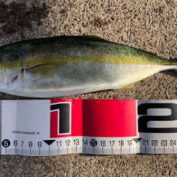 暴風の中、回遊タイミングでの積み上げ^_^