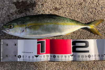 暴風の中、回遊タイミングでの積み上げ^_^