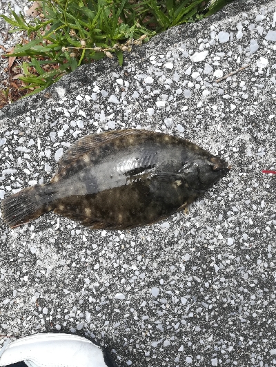 ちょい投げでキス