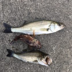 雨上がり後のエビ撒きに期待