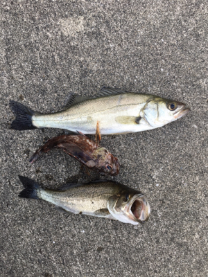 雨上がり後のエビ撒きに期待