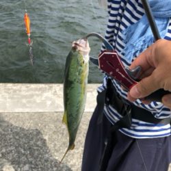 マズメはずしのデイゲーム