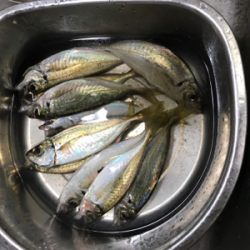 タチウオ狙いのはずが