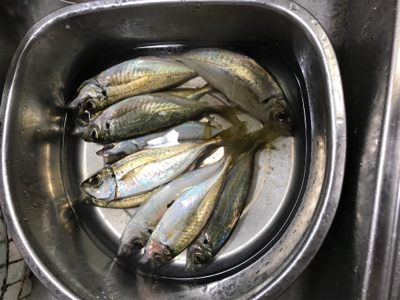 タチウオ狙いのはずが