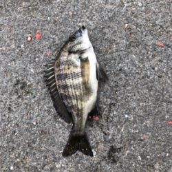 波止で五目釣り