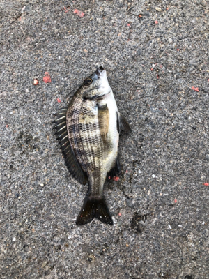 波止で五目釣り