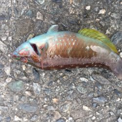 ファミリーフィッシング