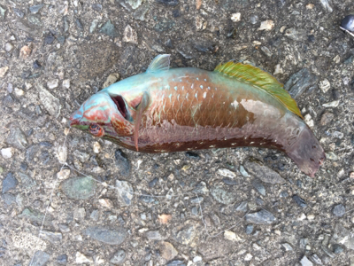 ファミリーフィッシング