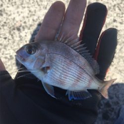 ショアジギのちエサ釣り